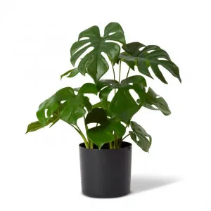 Monstera Plant Potted - 37 x 37 x 39cm by null, a Plants for sale on Style Sourcebook
