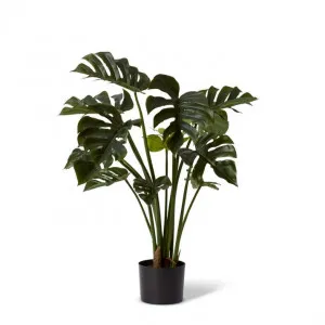 Monstera Potted - 40 x 40 x 80cm by null, a Plants for sale on Style Sourcebook
