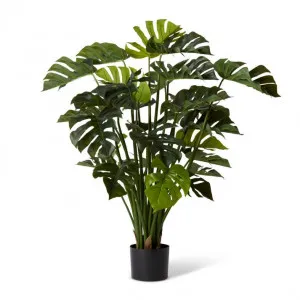 Monstera Potted - 50 x 50 x 100cm by null, a Plants for sale on Style Sourcebook