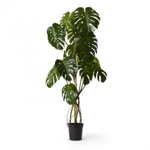 Monstera Vine Plant Potted - 85 x 70 x 150cm by null, a Plants for sale on Style Sourcebook