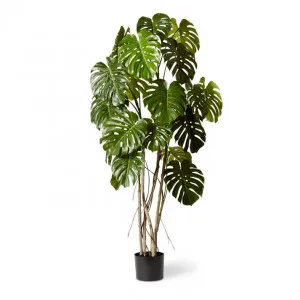 Monstera Vine Plant Potted - 110 x 110 x 190cm by null, a Plants for sale on Style Sourcebook