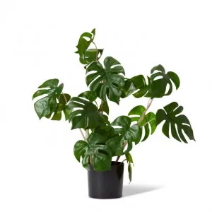 Monstera Wild Plant Potted - 33 x 33 x 56cm by null, a Plants for sale on Style Sourcebook