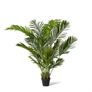 Palm Areca - 75 x 75 x 115cm by null, a Plants for sale on Style Sourcebook