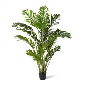 Palm Areca - 100 x 100 x 150cm by null, a Plants for sale on Style Sourcebook