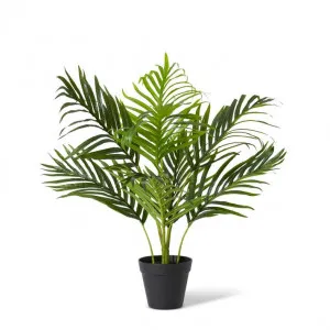 Palm Areca - 50 x 50 x 55cm by null, a Plants for sale on Style Sourcebook