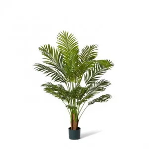 Palm Areca - 85 x 85 x 137cm by null, a Plants for sale on Style Sourcebook