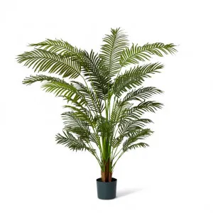 Palm Areca - 110 x 110 x 183cm by null, a Plants for sale on Style Sourcebook