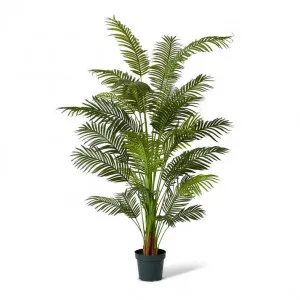 Palm Areca - 120 x 120 x 213cm by null, a Plants for sale on Style Sourcebook