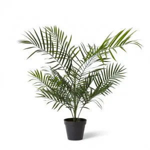 Palm Areca (Outdoor) - 70 x 70 x 90cm by null, a Plants for sale on Style Sourcebook