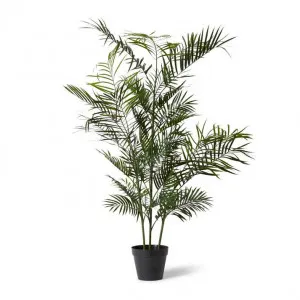 Palm Areca Outdoor - 150 x 80 x 150 cm by null, a Plants for sale on Style Sourcebook