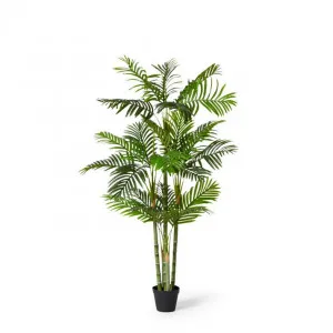 Palm Cane - 100 x 80 x 150cm by null, a Plants for sale on Style Sourcebook