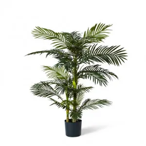 Palm Cane - 80 x 80 x 152cm by null, a Plants for sale on Style Sourcebook