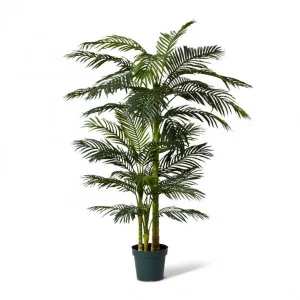 Palm Cane - 100 x 100 x 198cm by null, a Plants for sale on Style Sourcebook