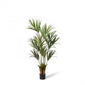 Palm Kentia - 50 x 50 x 150cm by null, a Plants for sale on Style Sourcebook
