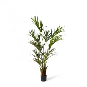 Palm Kentia - 55 x 55 x 180cm by null, a Plants for sale on Style Sourcebook