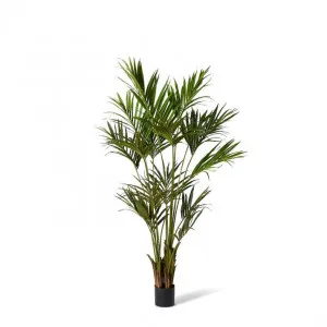 Palm Kentia - 60 x 60 x 210cm by null, a Plants for sale on Style Sourcebook