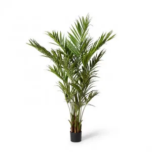 Palm Kentia - 75 x 75 x 240cm by null, a Plants for sale on Style Sourcebook