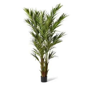 Palm Kentia - 85 x 85 x 270cm by null, a Plants for sale on Style Sourcebook