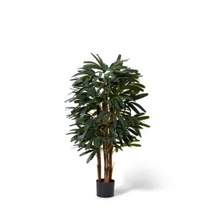 Palm Raphis - 45 x 45 x 120cm by null, a Plants for sale on Style Sourcebook