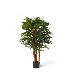 Palm Raphis Lady - 50 x 50 x 120cm by null, a Plants for sale on Style Sourcebook