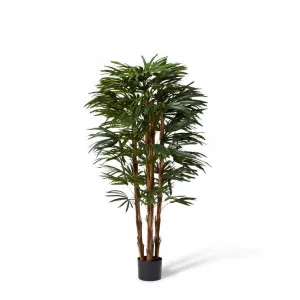 Palm Raphis Lady - 55 x 55 x 150cm by null, a Plants for sale on Style Sourcebook