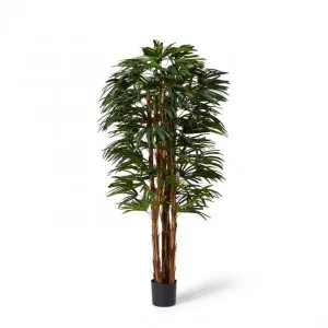 Palm Raphis Lady - 60 x 60 x 180cm by null, a Plants for sale on Style Sourcebook