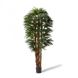 Palm Raphis Lady - 65 x 65 x 210cm by null, a Plants for sale on Style Sourcebook