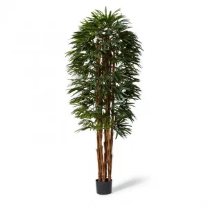 Palm Raphis Lady - 70 x 70 x 240cm by null, a Plants for sale on Style Sourcebook