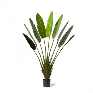Palm Travellers - 100 x 40 x 180cm by null, a Plants for sale on Style Sourcebook