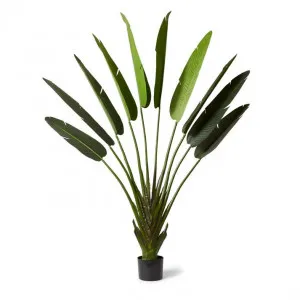 Palm Travellers - 110 x 40 x 220cm by null, a Plants for sale on Style Sourcebook