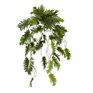 Philodendron Hanging Plant Potted - 38 x 35 x 84cm by null, a Plants for sale on Style Sourcebook