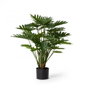Philodendron Lacy Potted - 35 x 35 x 60cm by null, a Plants for sale on Style Sourcebook