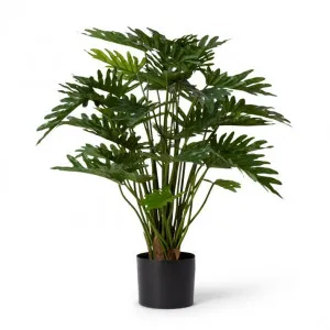 Philodendron Lacy Potted - 45 x 45 x 75cm by null, a Plants for sale on Style Sourcebook