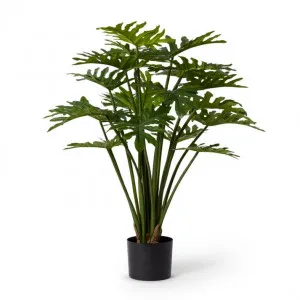 Philodendron Potted - 50 x 50 x 90cm by null, a Plants for sale on Style Sourcebook