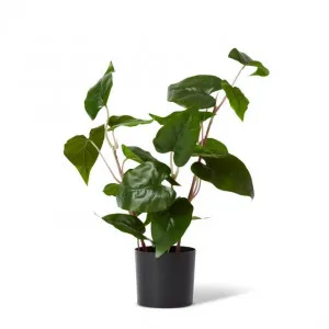 Philo Wild Plant Potted - 35 x 30 x 54cm by null, a Plants for sale on Style Sourcebook