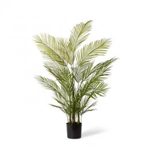Phoenix  Palm Potted - 70 x 70 x 150cm by null, a Plants for sale on Style Sourcebook