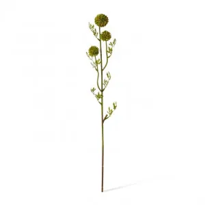 Pom Pom Seeding Spray - 12 x 12 x 61cm by null, a Plants for sale on Style Sourcebook