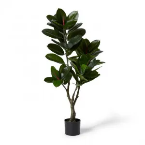 Rubber Plant Potted - 50 x 45 x 125cm by null, a Plants for sale on Style Sourcebook