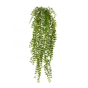 Ruscus Hanging Plant - 25 x 20 x 60cm by null, a Plants for sale on Style Sourcebook
