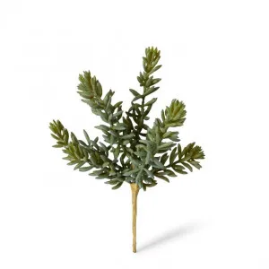 Sedum Stem - 12 x 10 x 20cm by null, a Plants for sale on Style Sourcebook