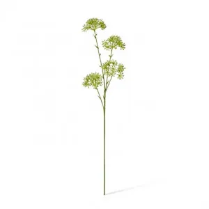 Seeding Nut Spray - 23 x 15 x 58cm by null, a Plants for sale on Style Sourcebook