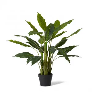 Spathiphyllum Plant Potted - 75 x 75 x 80cm by null, a Plants for sale on Style Sourcebook