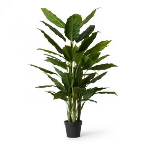 Spathiphyllum Plant Potted - 95 x 95 x 145cm by null, a Plants for sale on Style Sourcebook