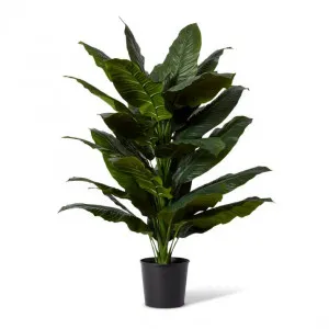Spathiphyllum Potted - 78 x 73 x 128cm by null, a Plants for sale on Style Sourcebook