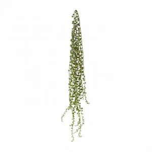 String of Pearls - 12 x 12 x 85cm by null, a Plants for sale on Style Sourcebook