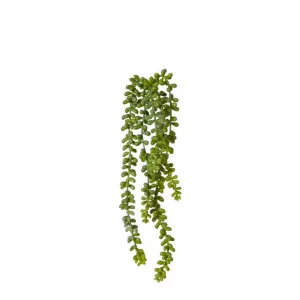 String of Pearls - 12 x 12 x 42cm by null, a Plants for sale on Style Sourcebook
