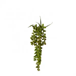 String of Pearls Hanging Plant - 8 x 8 x 34cm by null, a Plants for sale on Style Sourcebook