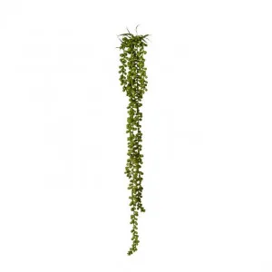 String of Pearls Hanging Plant - 8 x 8 x 71cm by null, a Plants for sale on Style Sourcebook