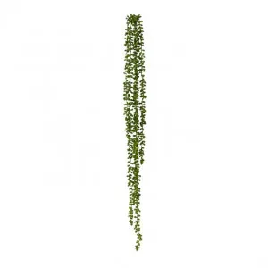 String of Pearls Hanging Plant - 10 x 8 x 96cm by null, a Plants for sale on Style Sourcebook