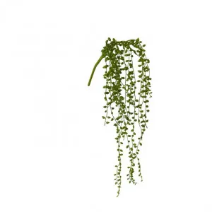String of Pearls Hanging Plant - 13 x 7 x 49cm by null, a Plants for sale on Style Sourcebook